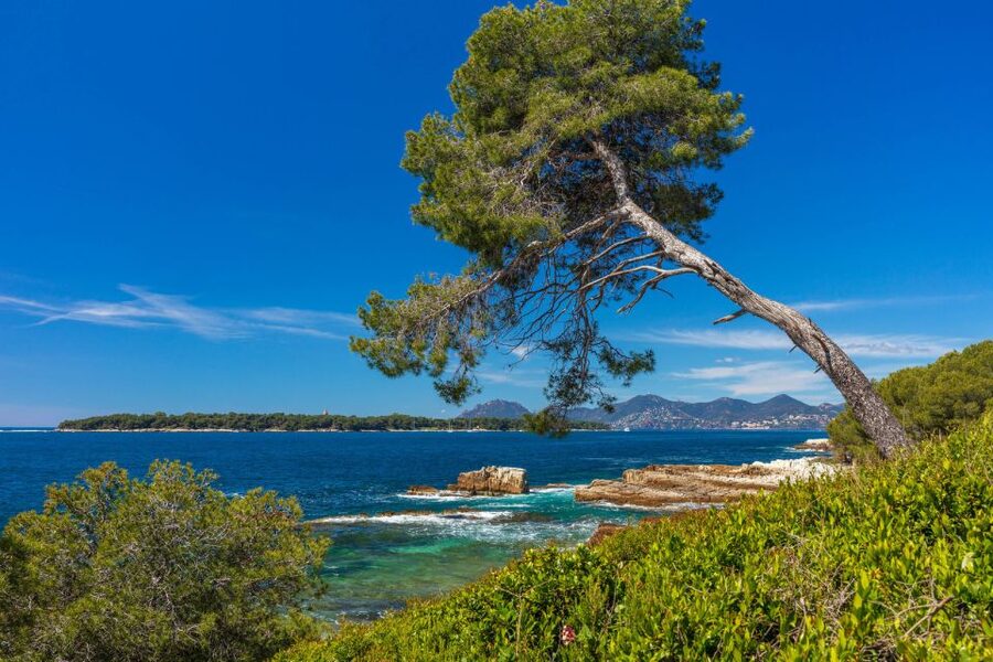 From Cannes: Round-Trip Ferry to Ste. Marguerite Island - Swimming and the underwater eco museum idea