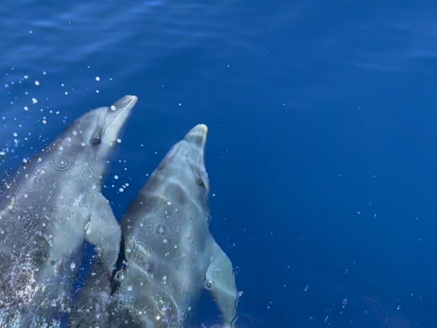 From Cargèse: Scandola Day Tour & Girolata Lunch Stop - Key highlights at a glance