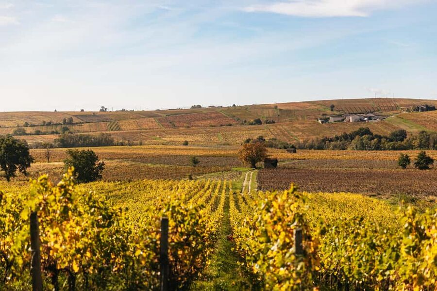 From Lyon: Beaujolais Wine Tour with Tastings - From Bellecour Square to the Beaujolais hills in one smooth afternoon