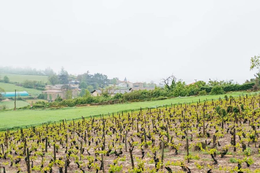From Lyon: Golden Stones Beaujolais Wine Tasting Tour - Mâchon Snacks: The Lyon Fuel That Makes Wine Enjoyable