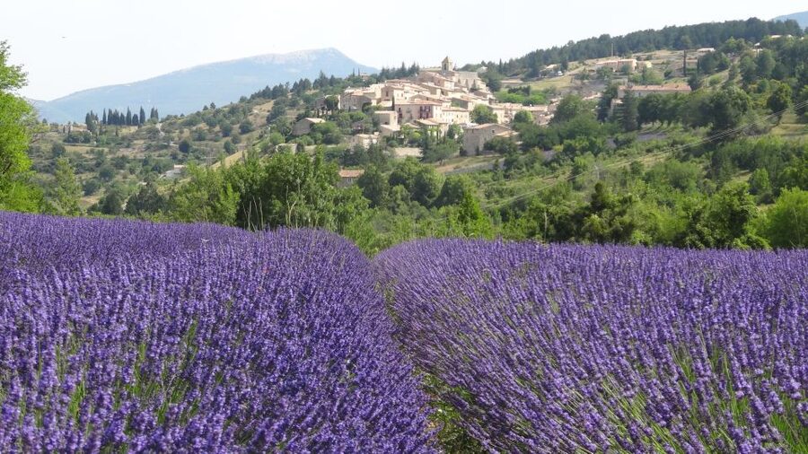 From Marseille: Lavender Full-Day Trip to Sault - Key highlights to care about