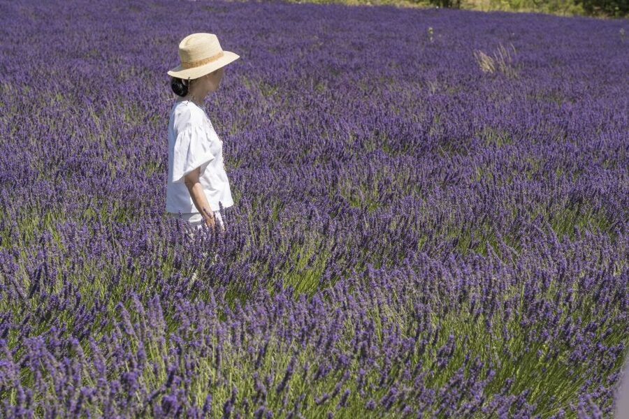 From Marseille: Lavender Full-Day Trip to Sault - Inside a Lavender Producer: From Field to Essential Oil