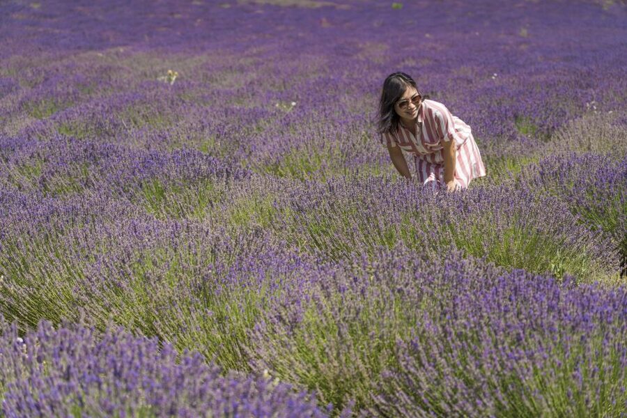From Marseille: Valensole Lavender Full-Day tour - Key highlights you actually care about