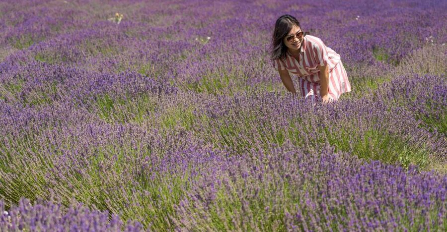 From Marseille: Valensole Lavender Full-Day tour - From Radisson Blu to real Provence, in one day