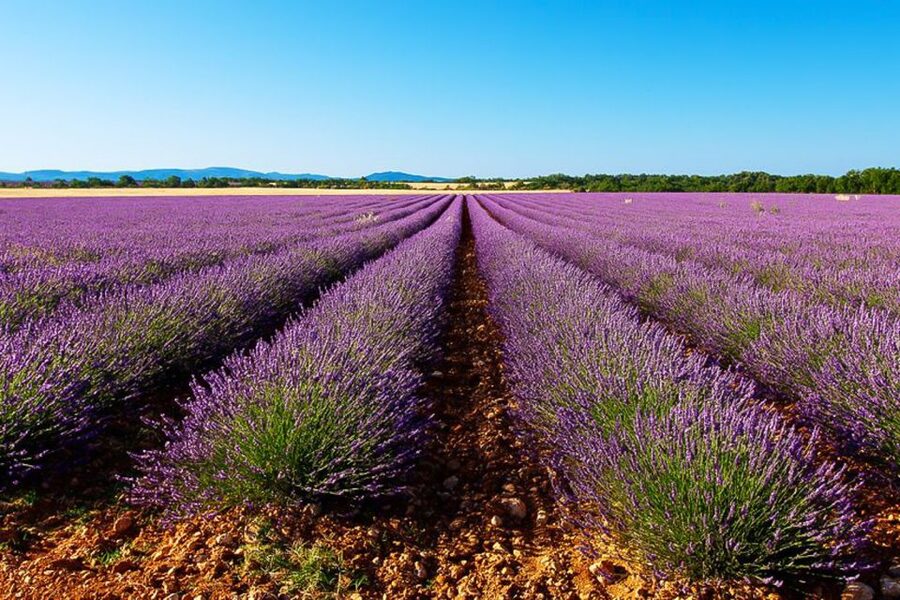 From Marseille: Valensole Lavender Full-Day tour - Valensole Plateau lavender fields and the blue-gold logic