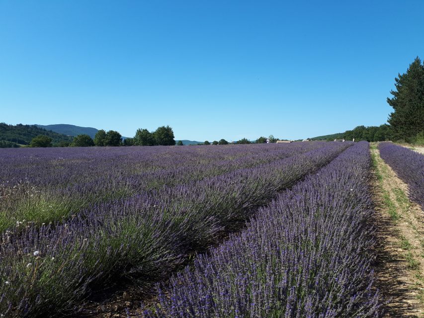 From Marseille: Valensole Lavenders Tour from Cruise Port - Quick hits