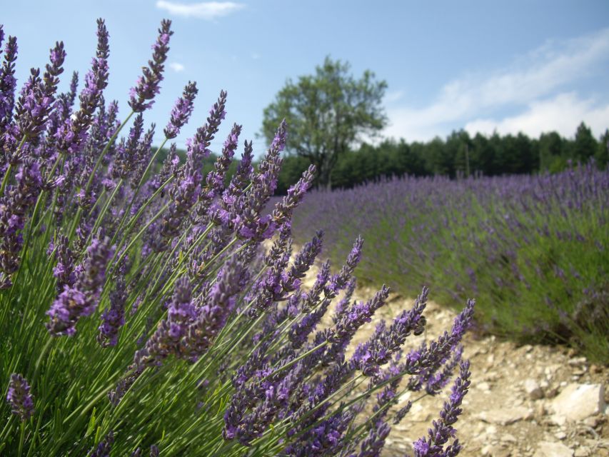 From Marseille: Valensole Lavenders Tour from Cruise Port - From Marseille cruise port to Valensole Plateau, without the stress