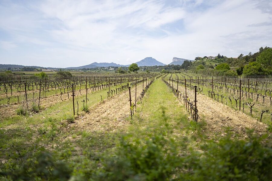 From Montpellier: Half-Day Vineyard & Pic Saint-Loup Tour - Key highlights worth your attention