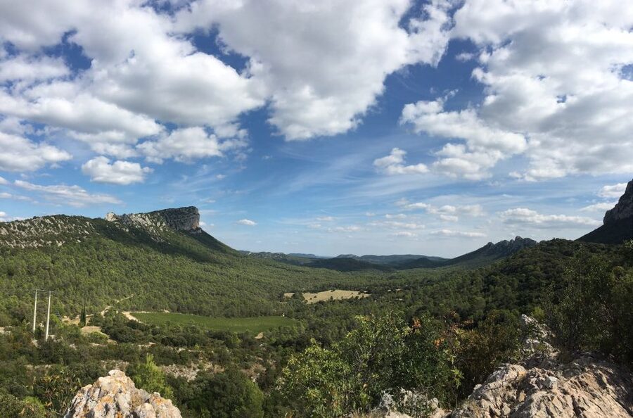 From Montpellier: Half-Day Vineyard & Pic Saint-Loup Tour - What you taste (and how to use it back home)