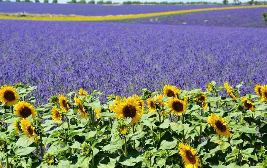 From Nice: Verdon Gorge Full-Day Tour - Price and value: what $147 buys you for a 9-10 hour day
