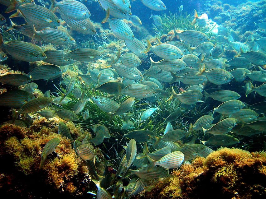 From Nice: Villefranche Bay Swimming & Snorkeling Boat Tour - Who this tour suits best, and who should look elsewhere