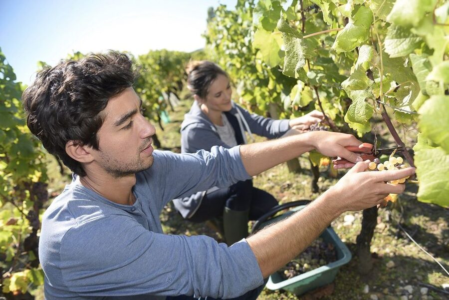 From Paris: Small-Group Champagne Day Trip with Six Tastings - Nicolas Feuillatte: The Big House Tour and Three More Tastings