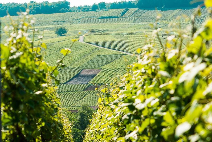 From Paris: Small-Group Champagne Day Trip with Six Tastings - Morning Logistics: The 7 AM Minibus and the Ride Time Reality