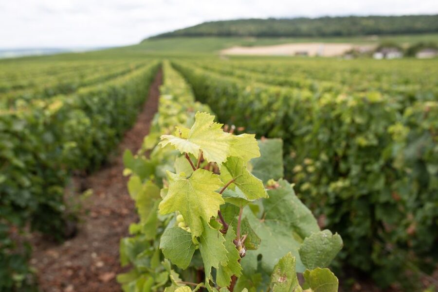 From Reims: Champagne and Family-Run Wineries Tour - The UNESCO vineyard views: the countryside pause between tastings