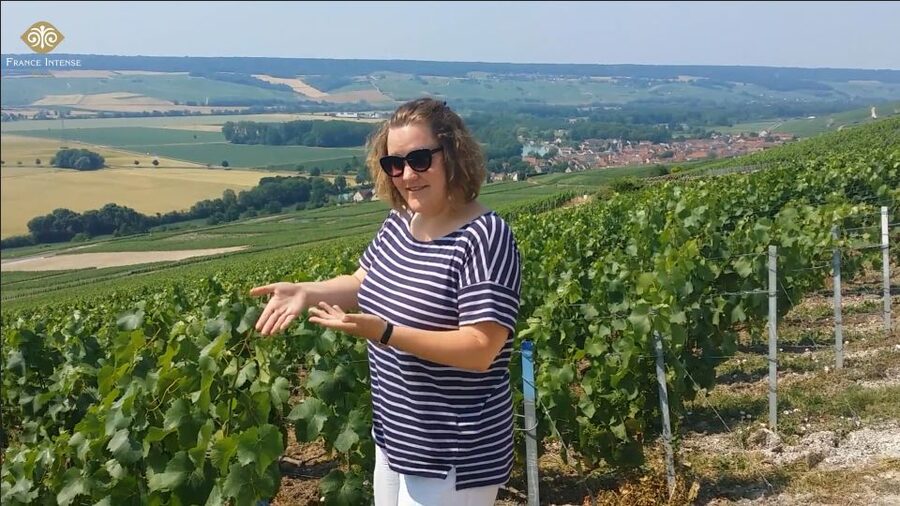 From Reims: Champagne Day Trip to 3 Family Domains & Lunch - Key highlights at a glance