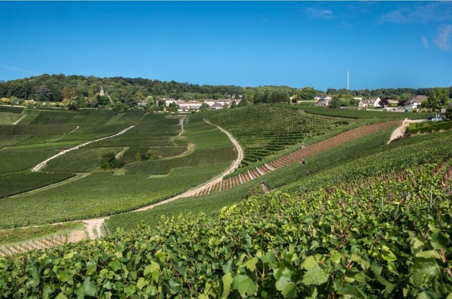 From Reims: Champagne Day Trip to 3 Family Domains & Lunch - Épernay and the Avenue de Champagne: mansions, street tunnels, and star brands