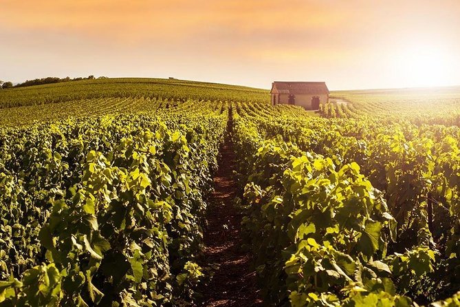 From Reims Champagne Day Trip Veuve Clicquot Local Domain & Lunch - Tour pace and logistics: the one thing to plan carefully