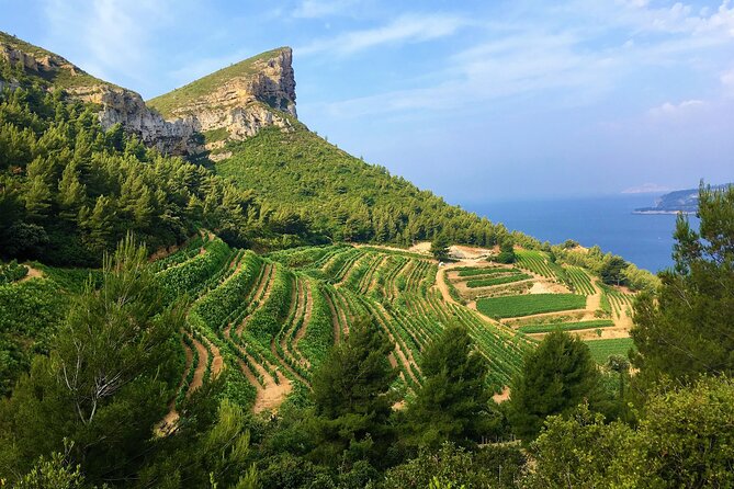 Full-day Wine Tour around Bandol & Cassis from Marseille - Key things to know before you go