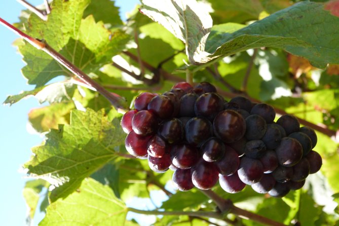 Golden stones Beaujolais Wine Tour with Tastings from Lyon - What you actually get to taste, and how to taste smarter