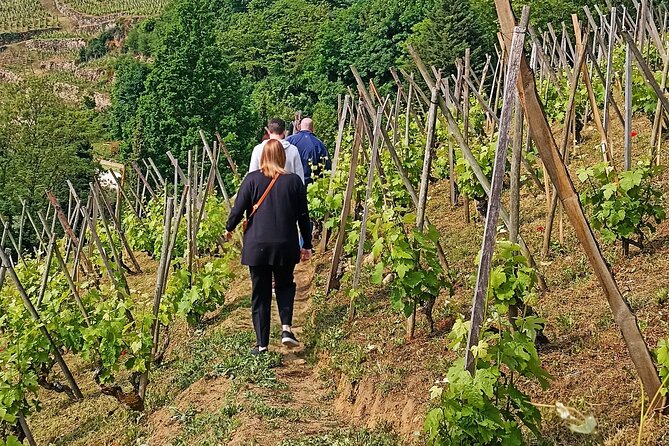 Guided Day Tour and Wine Tasting Northern Rhône Valley - Condrieu steep slopes: where the wine story gets physical