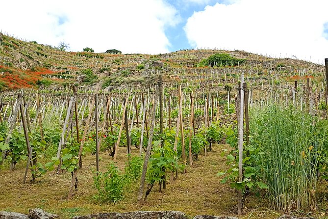 Guided Day Tour and Wine Tasting Northern Rhône Valley - Lunch in Tain-l’Hermitage: plan for the €25 menu