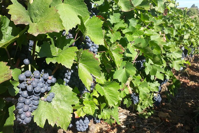 Guided Day Tour and Wine Tasting Northern Rhône Valley - Group size, guide energy, and why it feels personal