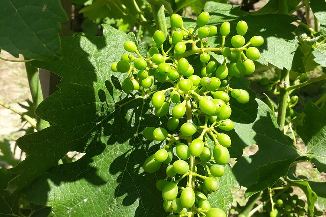 Guided tour and wine tasting Northern Rhône Valley - What you actually learn while tasting Côte du Rhône wines