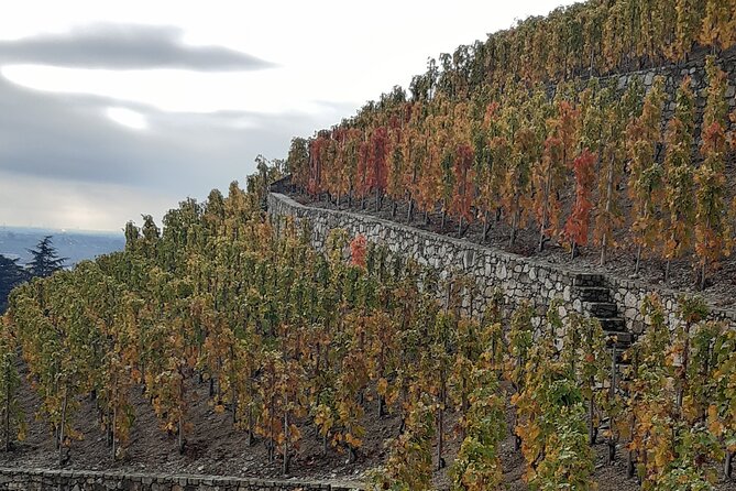 Guided tour and wine tasting Northern Rhône Valley - Timing, pacing, and why it can feel a bit rushed