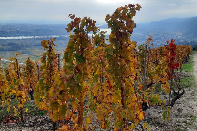 Guided tour and wine tasting Northern Rhône Valley - Included comforts and the small practical stuff that helps