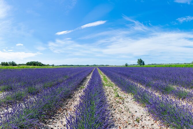 Guided tour Distillery of Lavender between Nîmes & Arles - Lavender distillery basics in Camargue country (and why it is worth an hour)