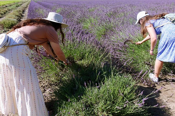Guided tour Distillery of Lavender between Nîmes & Arles - Inside the distillery story: essential-oil extraction, explained without the mystique