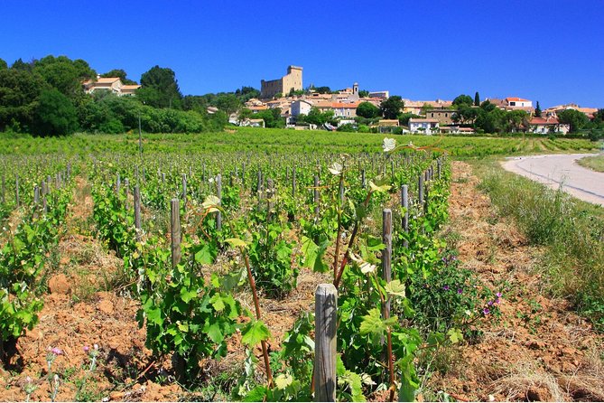 Half Day Great Vineyard Tour from Avignon - The Guide Experience: Friendly, Professional, and Hands-On