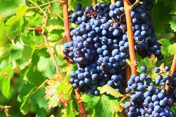 Half Day Great Vineyard Tour from Avignon - Châteauneuf-du-Pape Tasting: Two Tastings and the Terroir Story