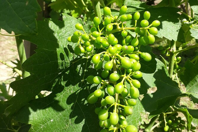 Half-Day Guided Tour with Tasting of Beaujolais Wines - The Snacks and the Real-Life Comfort Factor