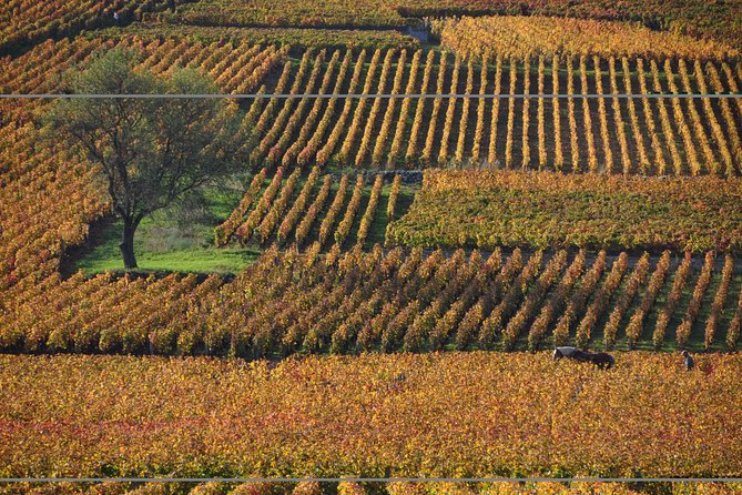 Half Day Tour of the Cote de Nuits Vineyards from Dijon - First stop: the traditional-cellar tasting at Authentica Tours