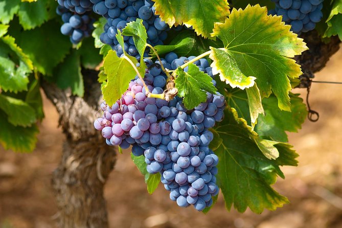Half-Day Wine Tasting and Saint Paul de Vence Tour from Nice - Vignoble Rasse: the sun-aging fermentation story you’ll remember