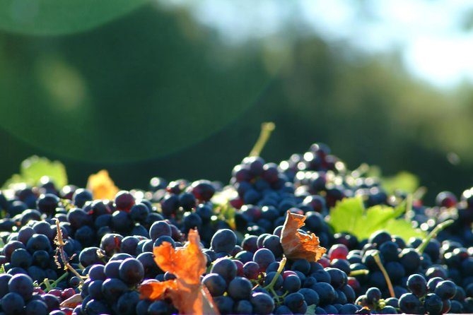 Half day Wine Tour in Côtes de Provence Sainte-Victoire from Aix en Provence - Price and value: is $119.27 worth it?