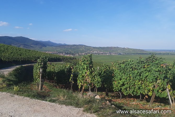 ICONICS Tour: 1/2 day on the Wine Route, visit of 2 Villages + Tasting. - Why this 3 hours 45 minutes works from Colmar