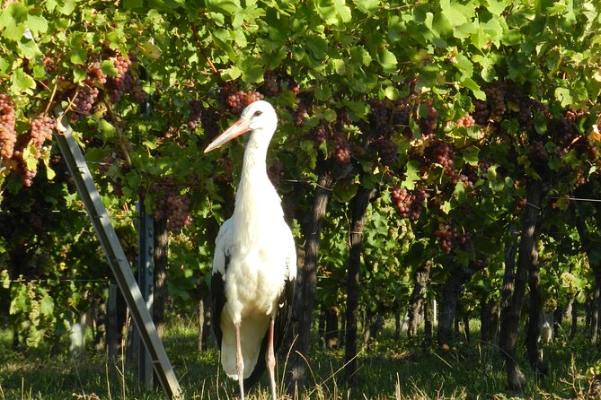 ICONICS Tour: 1/2 day on the Wine Route, visit of 2 Villages + Tasting. - What to do before you go, so the day stays easy