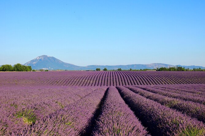 Lavender Fields Tour in Valensole from Marseille - Valensole Village Time: An Easy Stroll Plus Treats
