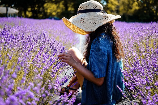 Lavender Route - Small-Group Day Trip from Avignon - How Small-Group Touring Changes the Whole Day