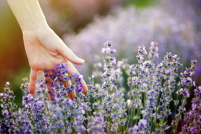 Lavender Route - Small-Group Day Trip from Avignon - Price and What You’re Actually Paying For