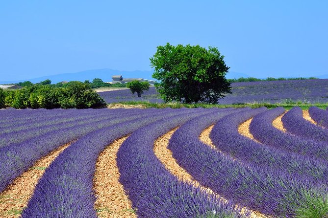 Lavender Small-Group Tour In Valensole from Marseille - The Road Trip Part: From Marseille to Valensole Plateau