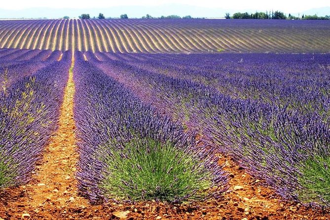 Lavender Small-Group Tour In Valensole from Marseille - Small-Group Touring: Why Eight People Matters
