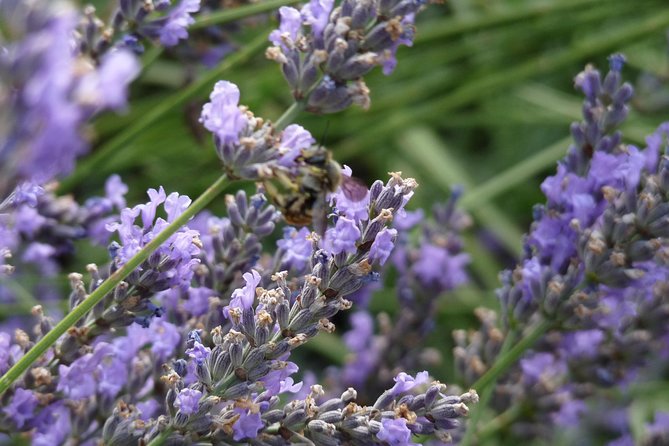 Lavender Small-Group Tour In Valensole from Marseille - Price and Value: Is $191.88 Worth It?