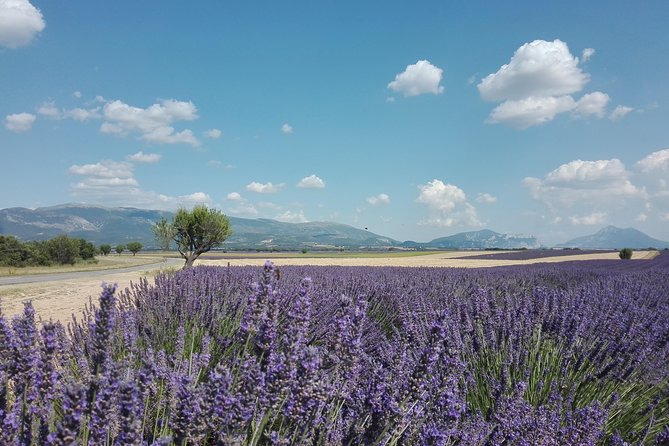 Lavender Small-Group Tour In Valensole from Marseille - What to Bring for a Long Day in Provence Heat