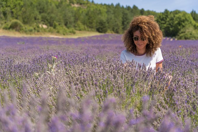 Lavender Small-Group Tour In Valensole from Marseille - Plateau de Valensole: Where the Photos Actually Happen