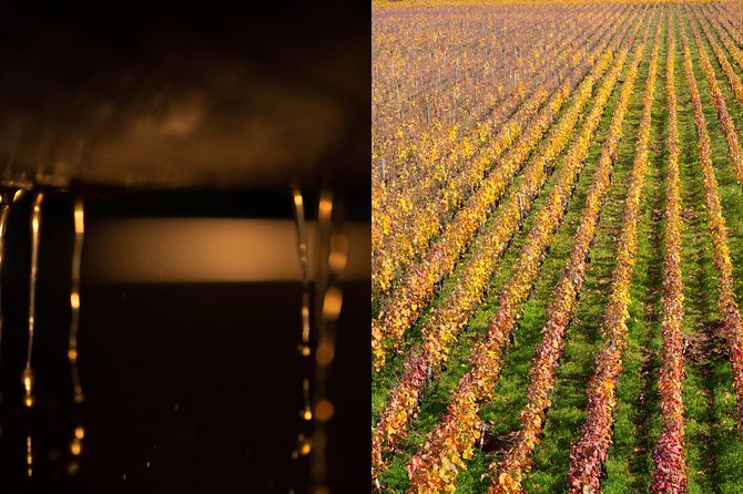 Luxury Luxury Wine Tour Experience - Bottle buying without pressure, plus help shipping home