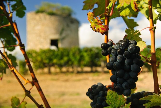 Médoc Region Half-Day Wine Tour with Winery Visit & Tastings from Bordeaux - Quick take: best for first-timers, wine-nerds, and busy schedules