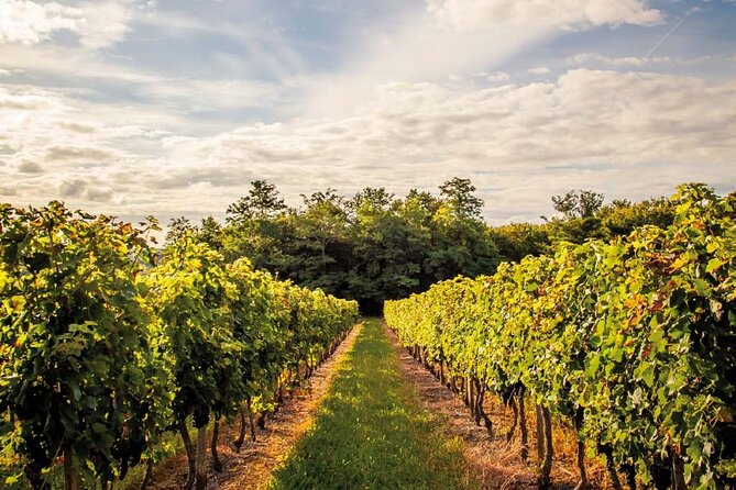 Médoc Region Half-Day Wine Tour with Winery Visit & Tastings from Bordeaux - Stop 1 tasting: what you learn at a classified estate first